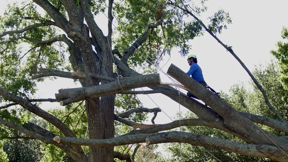 Professional Hazardous Tree Removal performed by certified arborists in East Hampstead