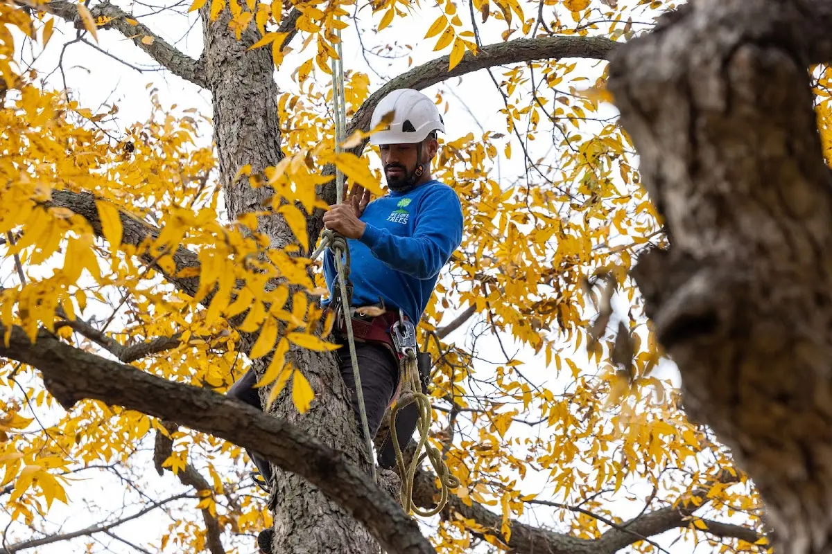 Skilled Storm Damage Cleanup crew working in East Hampstead